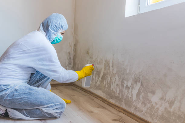 Licensed Mold Removal service in Springfield, VA - Car Mold Remediation