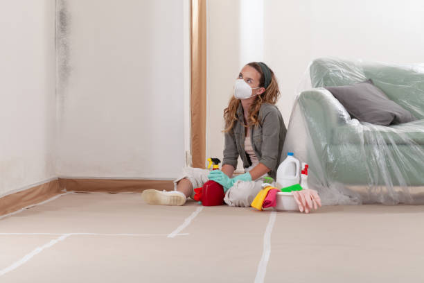 Reliable Mold Removal contractor in Springfield, VA by Car Mold Remediation