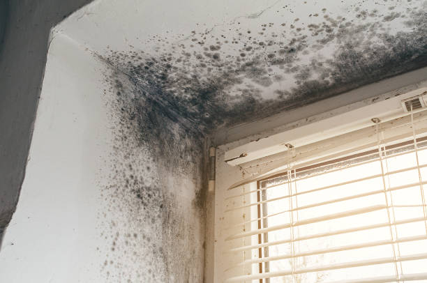 Affordable Mold Removal solutions in Springfield, VA